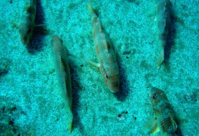  As maravilhas do mar 